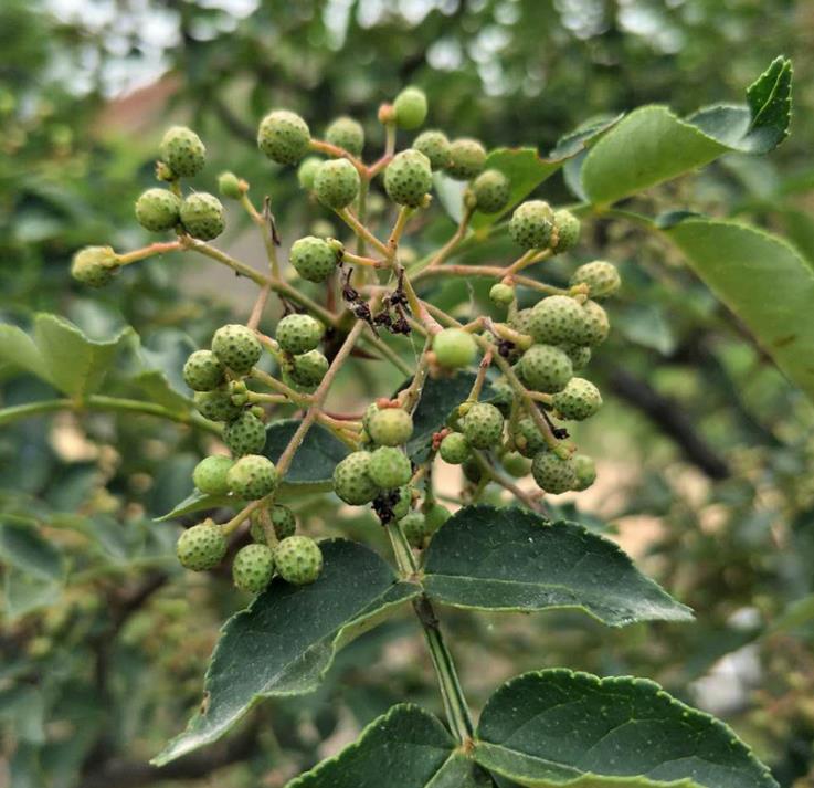 镇江1.5米大红袍花椒苗园艺场