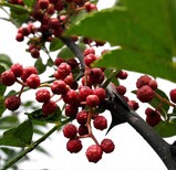 孝感大红袍花椒苗种植基地图片2