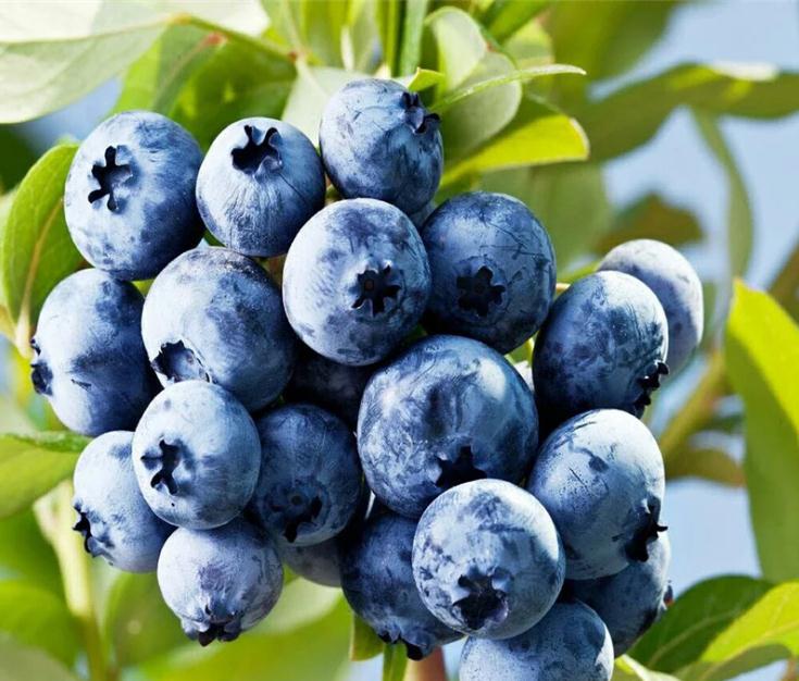 耐高温蓝莓苗哪里有卖的耐高温蓝莓苗现货价格