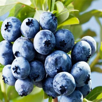 销量好的蓝莓苗基地销量好的蓝莓苗技术支持