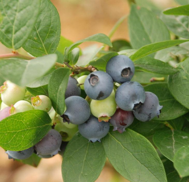 耐高温蓝莓苗价格耐高温蓝莓苗一亩多少棵