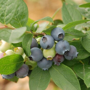 哪里有蓝莓苗卖基地批发哪里有蓝莓苗卖种植基地