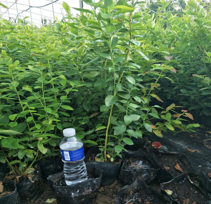 4年营养钵蓝莓苗哪里便宜4年营养钵蓝莓苗栽培技术