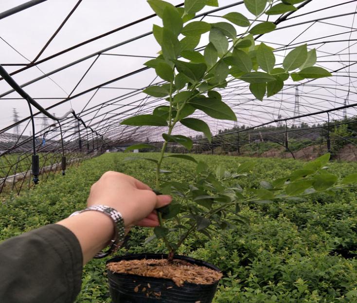 薄雾蓝莓苗厂商薄雾蓝莓苗种植基地