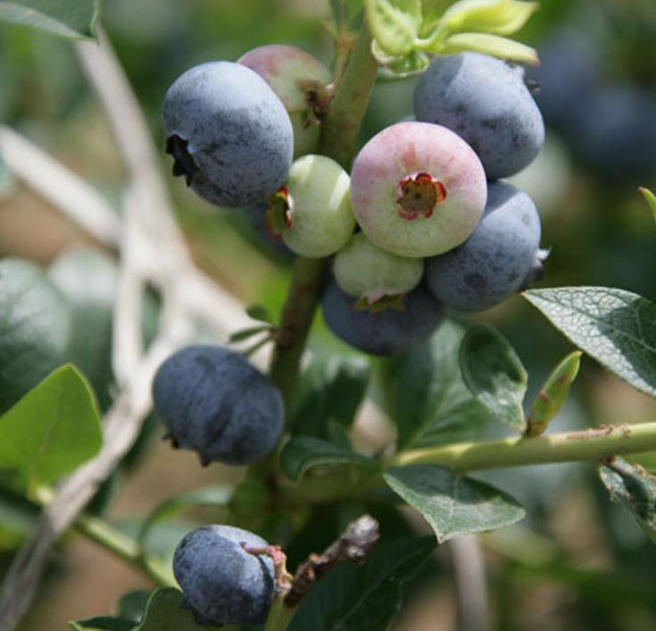 一年营养杯蓝莓苗多少钱一株一年营养杯蓝莓苗品种