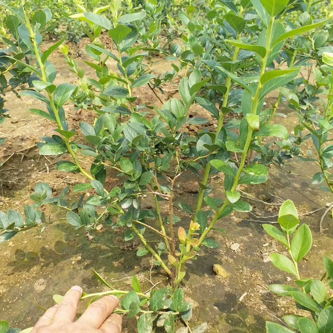 露天种植蓝莓苗哪里有穴盘苗露天种植蓝莓苗繁育基地