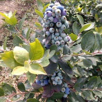 夏普蓝蓝莓苗种植基地夏普蓝蓝莓苗一亩多少棵