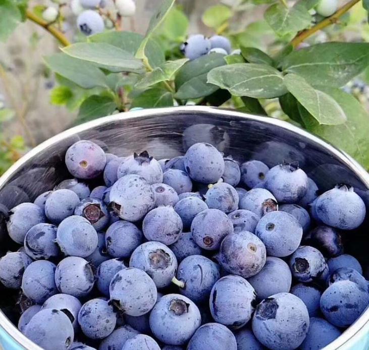 2年蓝莓苗价格表2年蓝莓苗种植基地