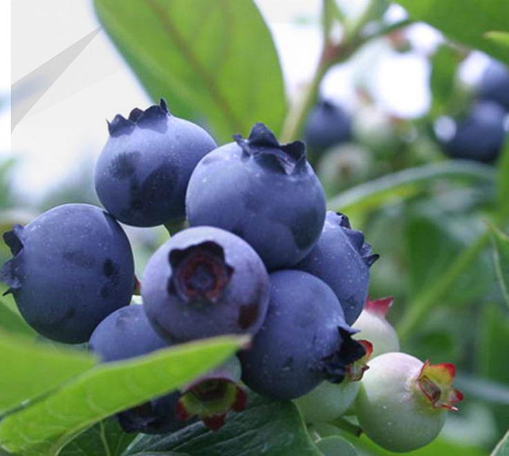 绿宝石蓝莓苗多少钱一株绿宝石蓝莓苗价格便宜