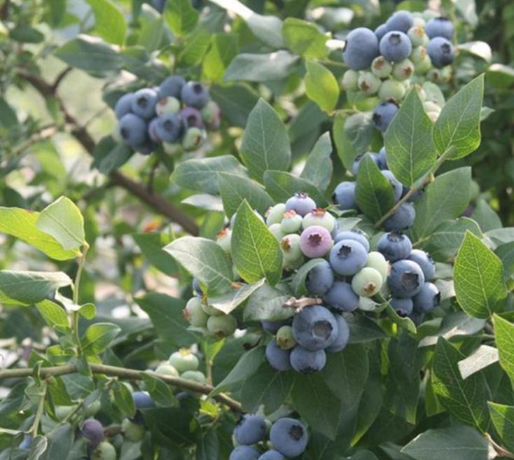 大棚种植蓝莓苗哪里便宜大棚种植蓝莓苗品种