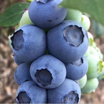 薄雾蓝莓苗行情价格薄雾蓝莓苗品种