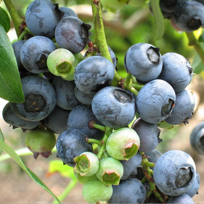 公爵蓝莓苗基地批发公爵蓝莓苗一亩多少棵