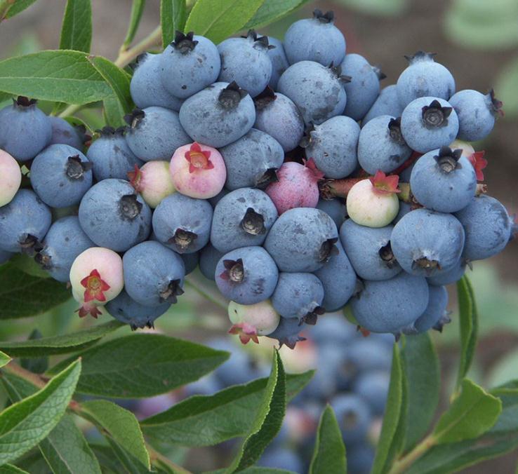 4年蓝莓苗多少钱一棵4年蓝莓苗品种