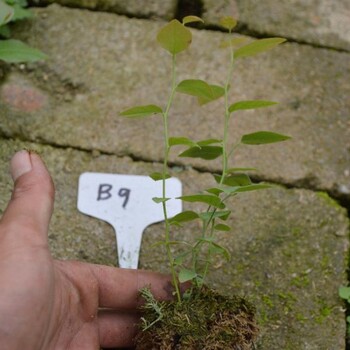 7年蓝莓苗基地7年蓝莓苗技术支持