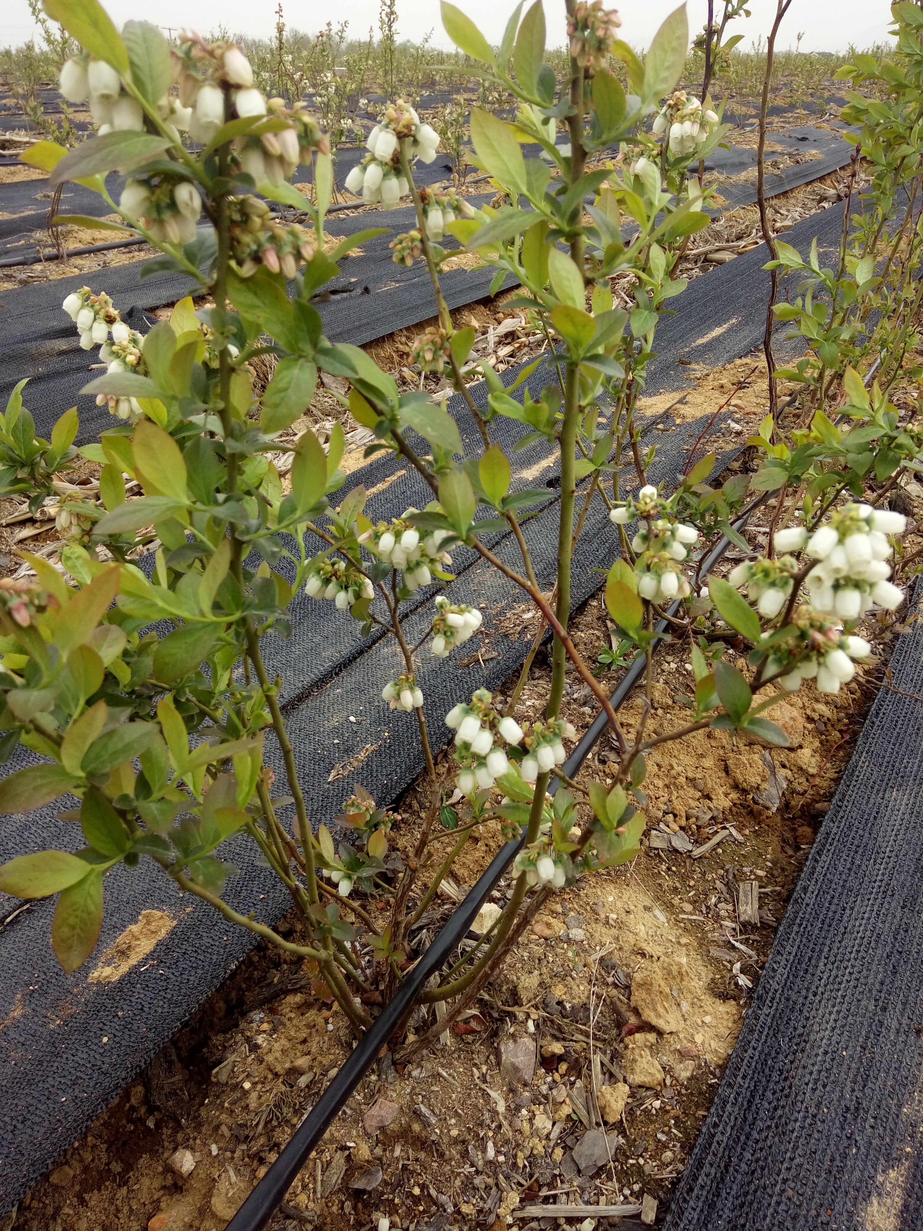 露天种植蓝莓苗哪里有穴盘苗露天种植蓝莓苗繁育基地