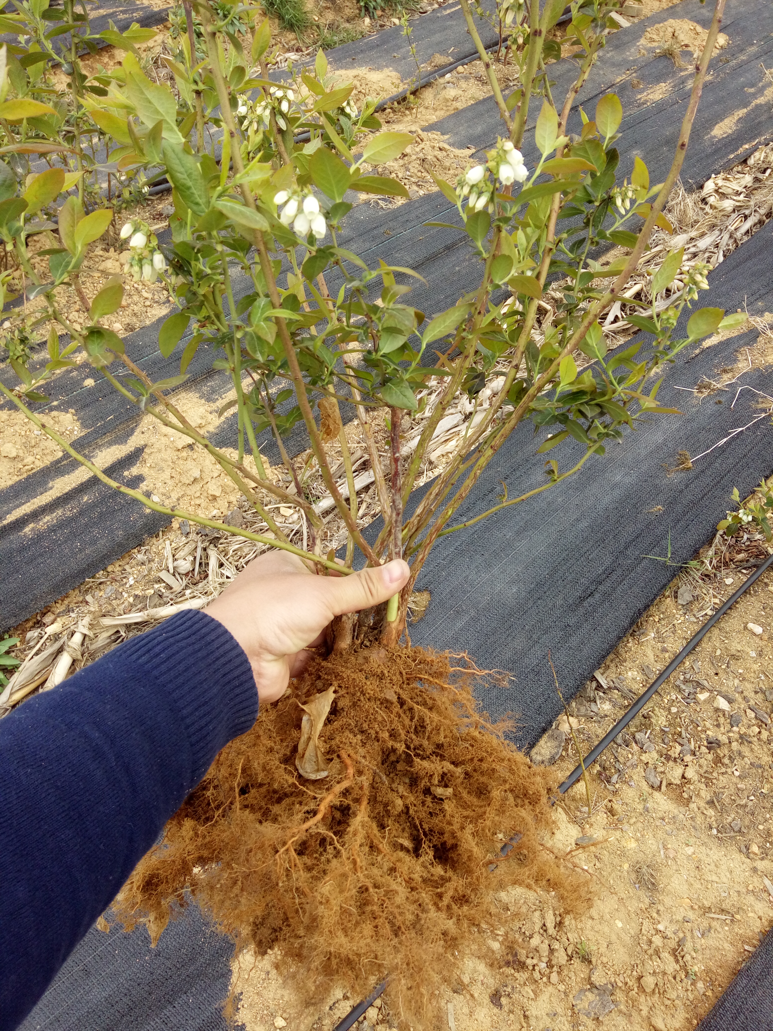 2年蓝莓苗基地2年蓝莓苗销售厂家