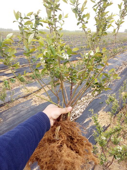 3年蓝莓苗园艺场3年蓝莓苗育苗基地