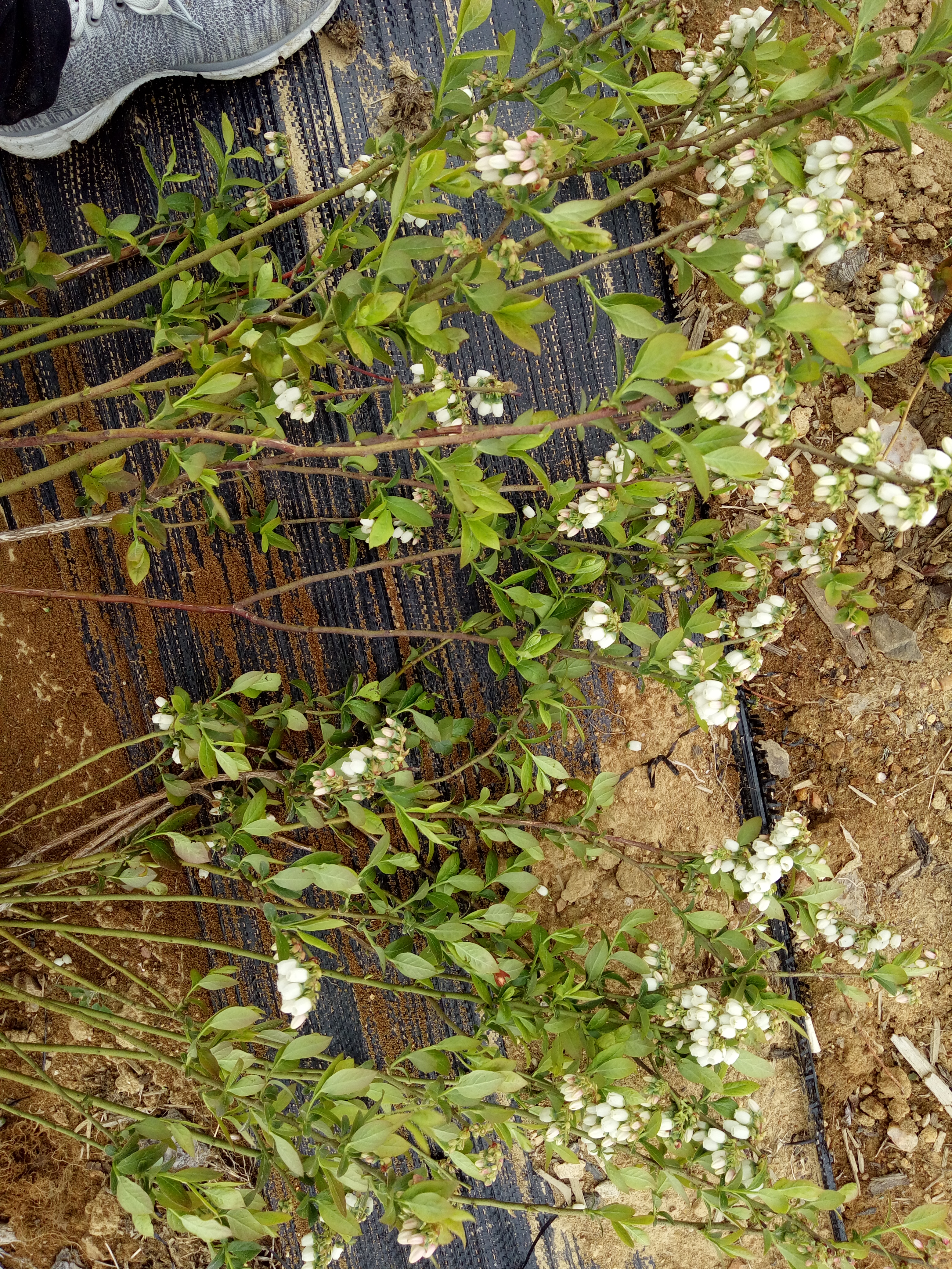 2年蓝莓苗穴盘苗价格2年蓝莓苗繁育基地