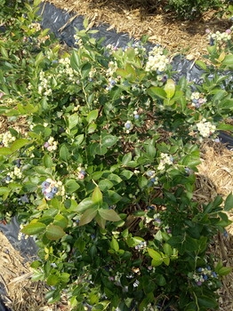 山西珠宝蓝莓苗批发价格
