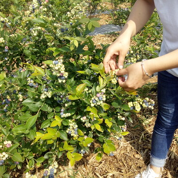 蓝金蓝莓苗现在多少钱蓝金蓝莓苗成活率高