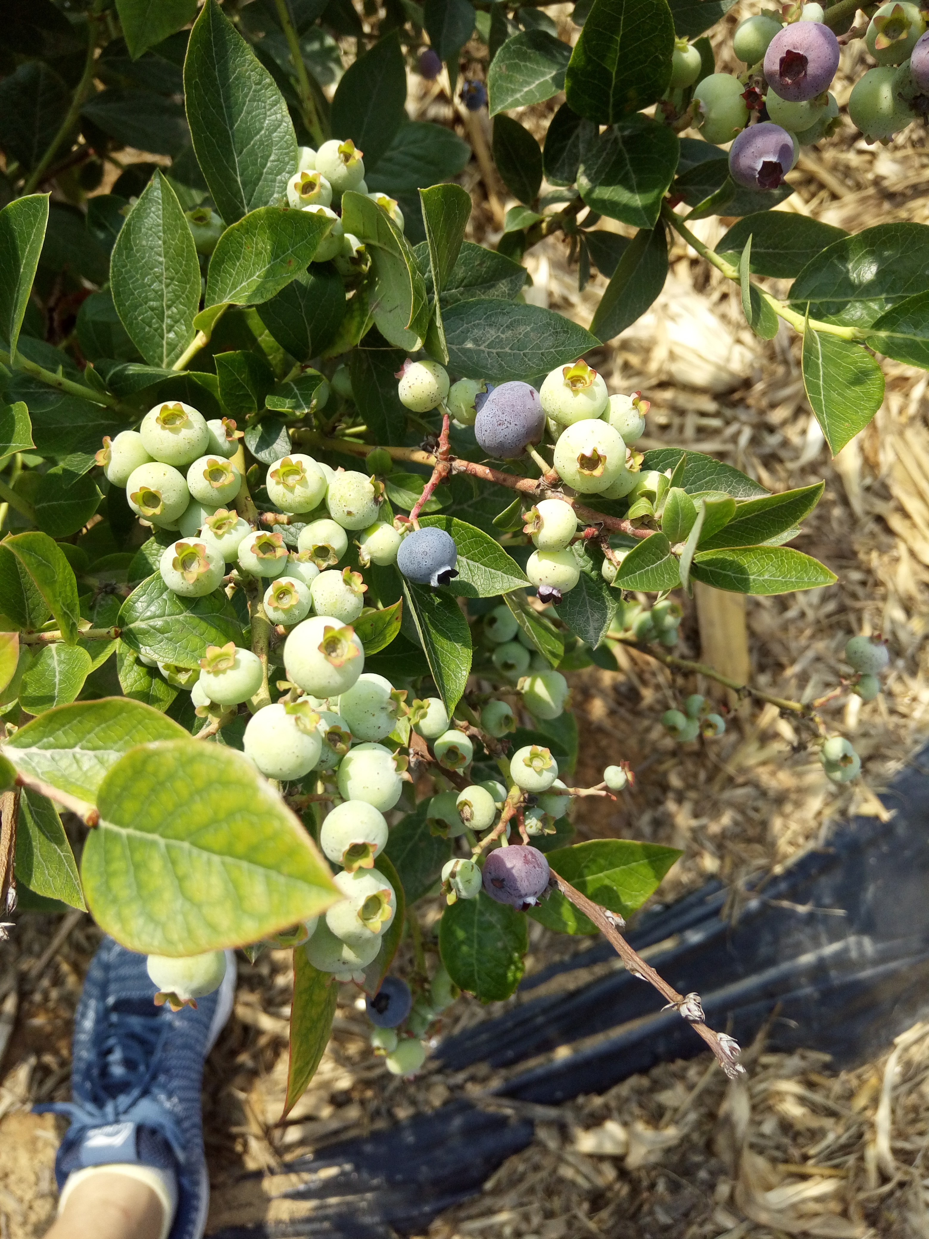 蓝金蓝莓苗现在多少钱蓝金蓝莓苗成活率高