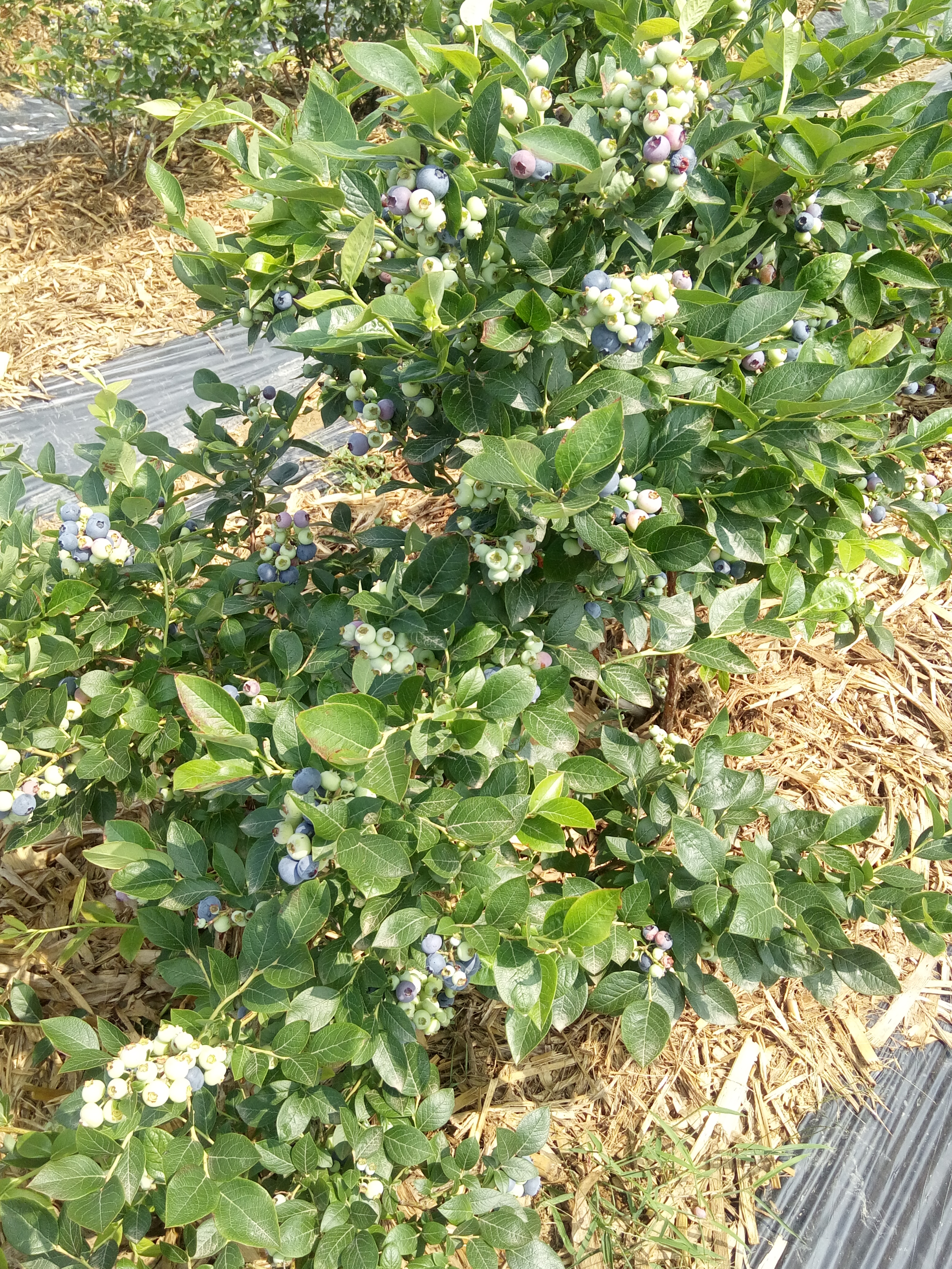 2年蓝莓苗价格表2年蓝莓苗种植基地