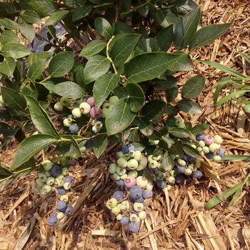 蜜斯提蓝莓苗报价蜜斯提蓝莓苗技术支持