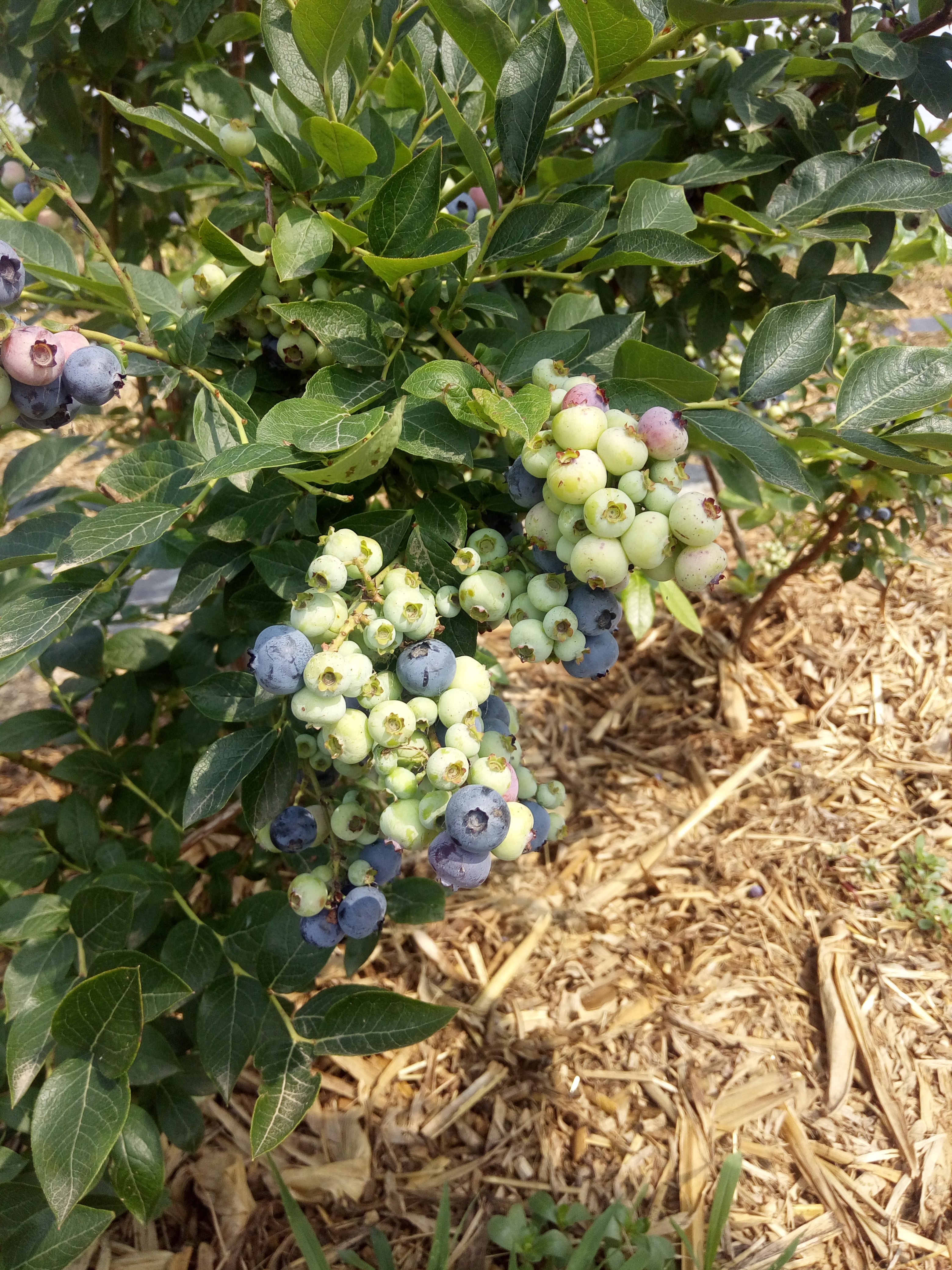 2年蓝莓苗穴盘苗价格2年蓝莓苗繁育基地