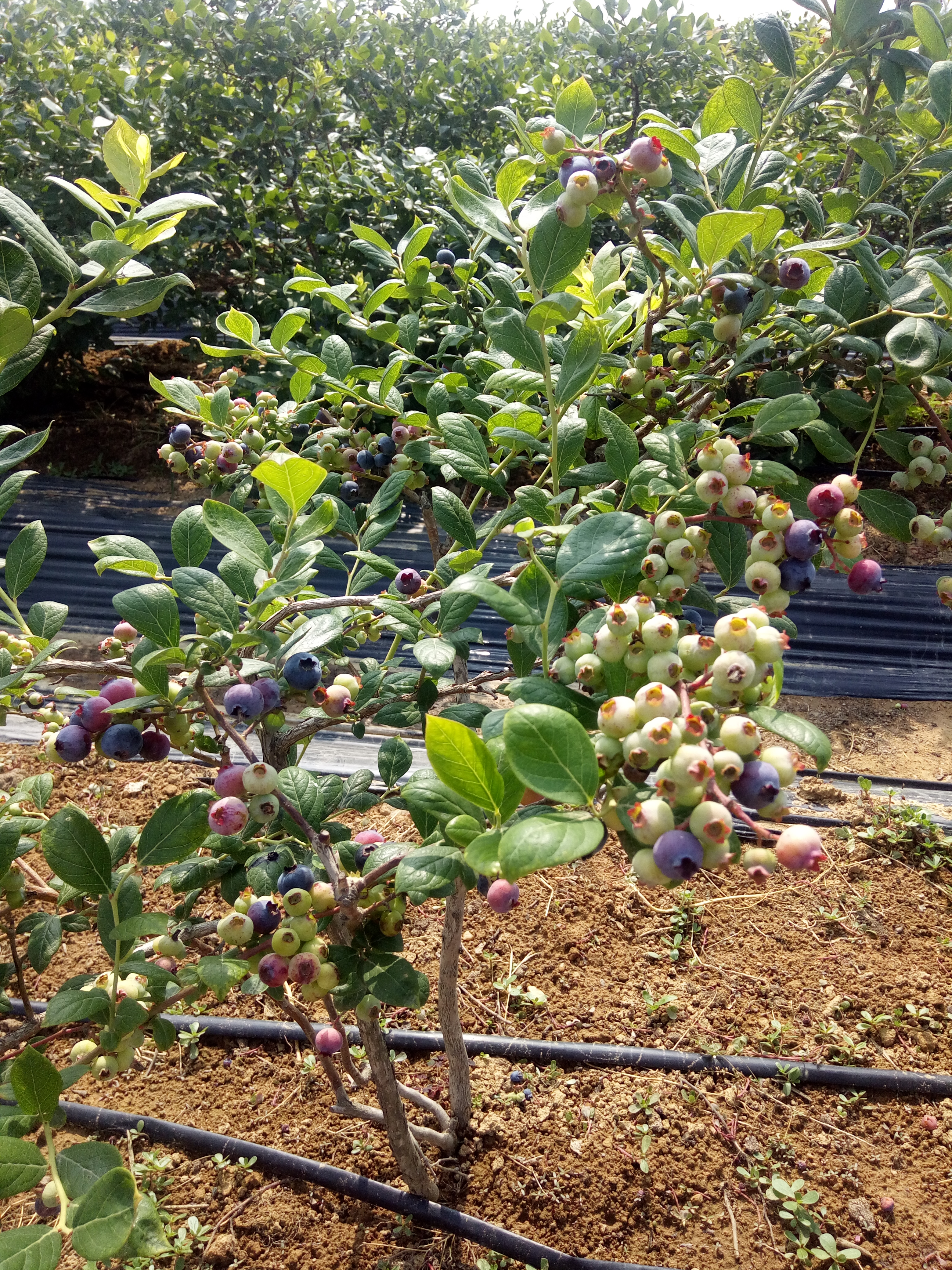 1年蓝莓苗行情价格1年蓝莓苗现货价格