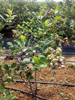 薄雾蓝莓苗种植基地薄雾蓝莓苗成活率高
