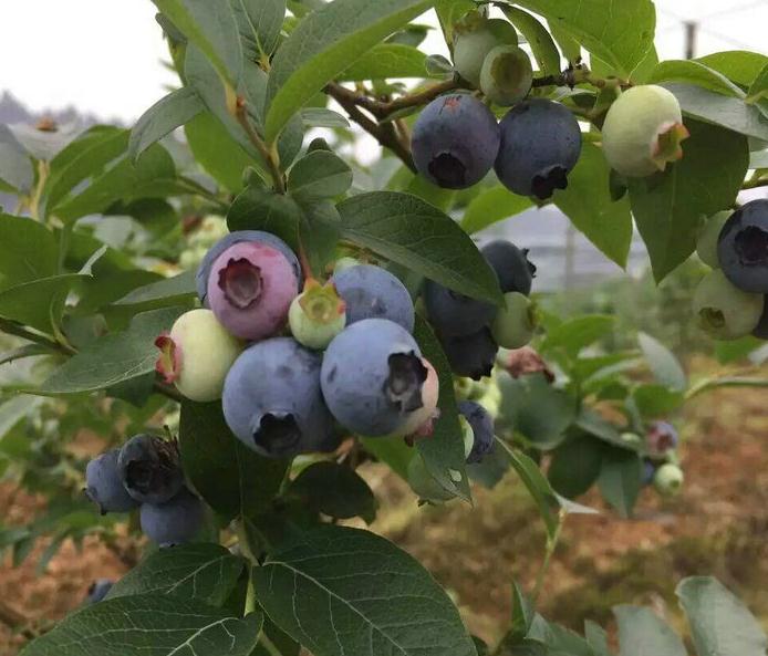 蓝蓝莓苗种植基地蓝蓝莓苗一亩多少棵