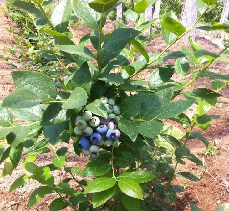 1年蓝莓苗批发1年蓝莓苗繁育基地