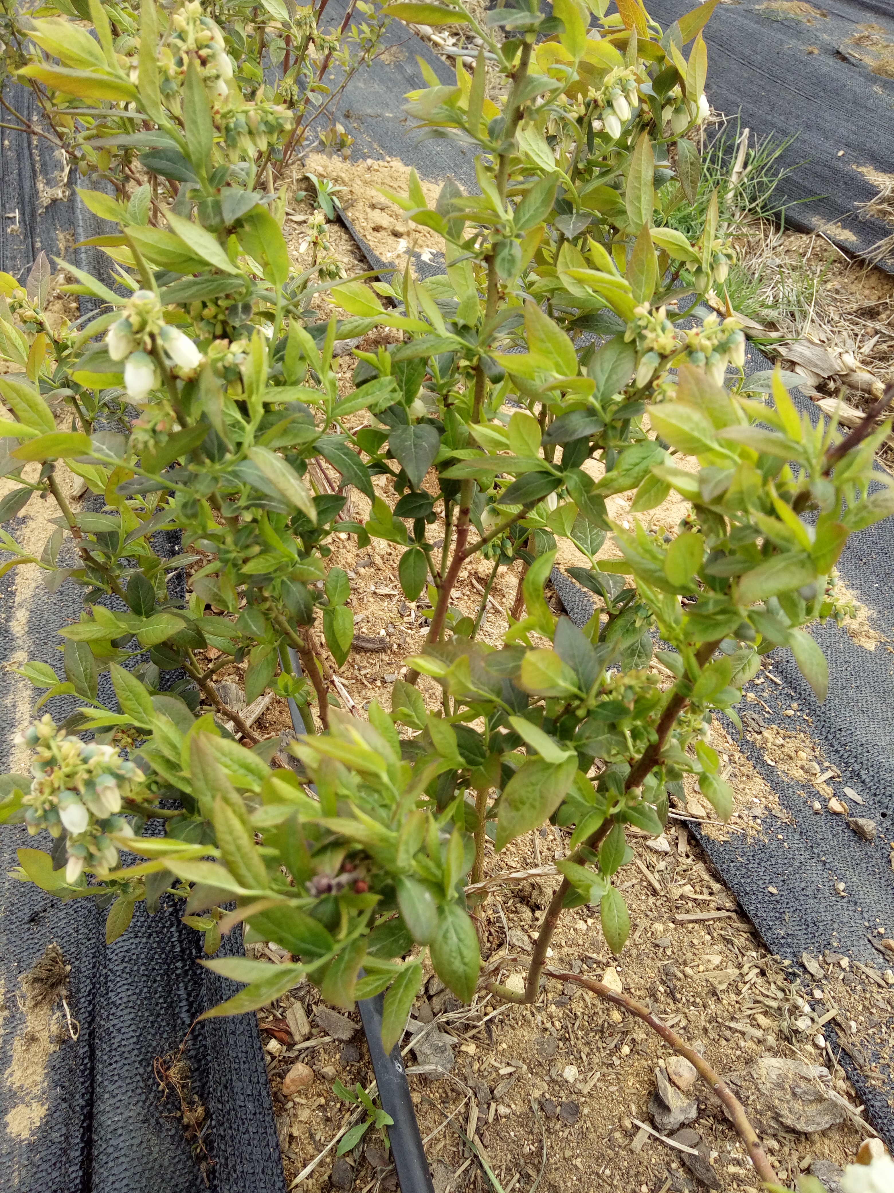 嘉峪关珠宝蓝莓苗&报价（种植技术）