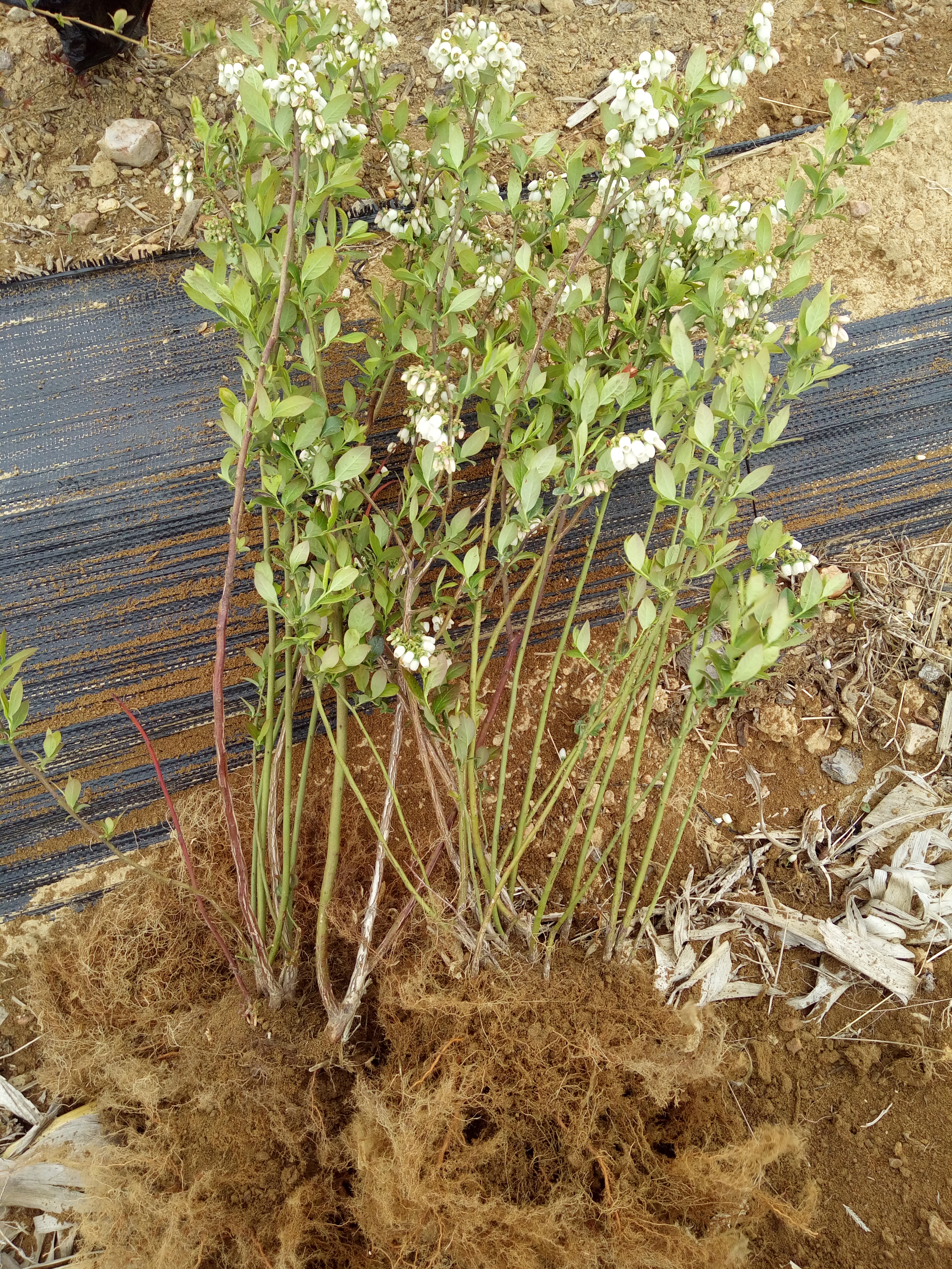 石家莊及晚熟藍(lán)莓苗種植基地