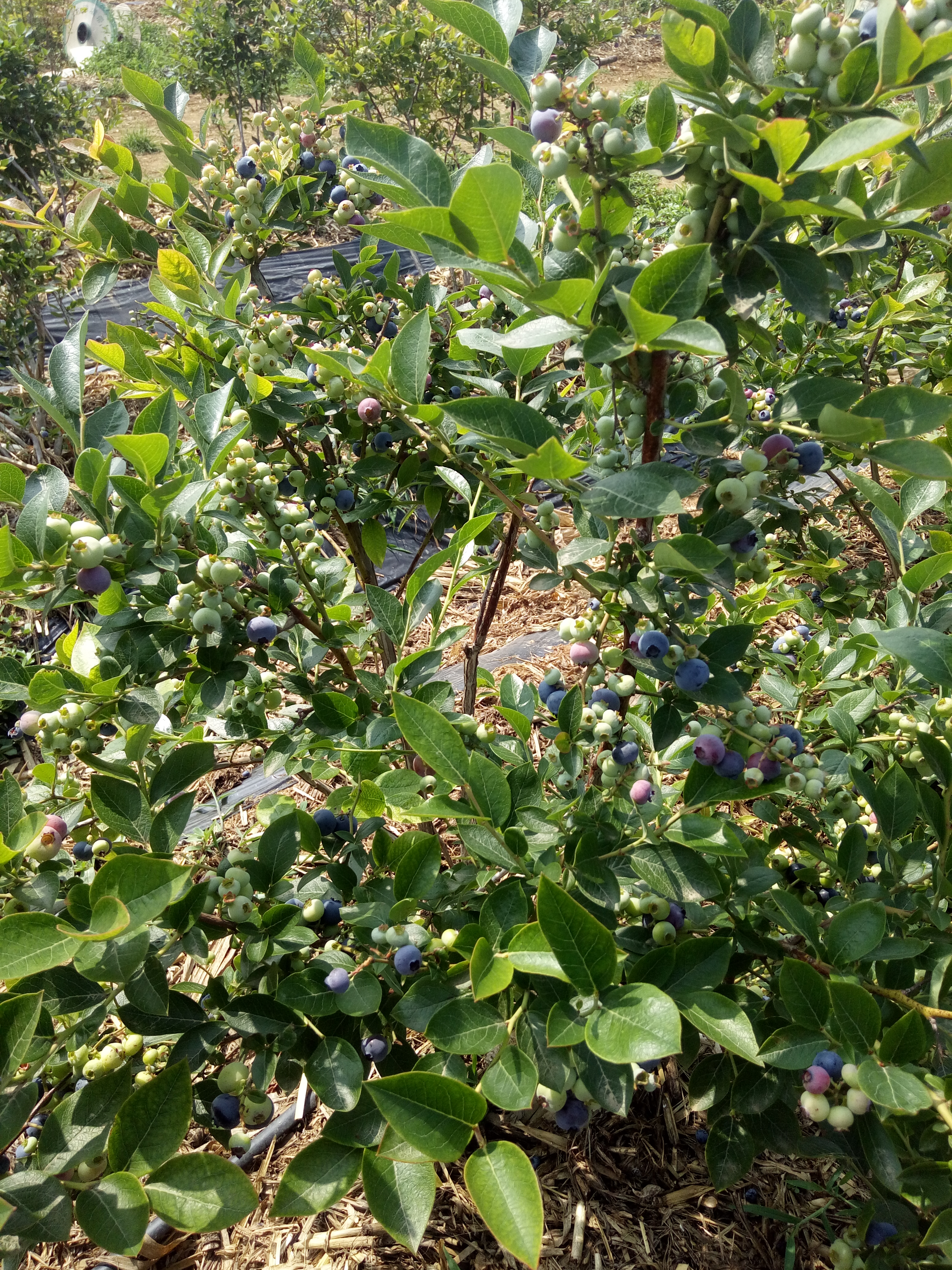 沈陽藍金藍莓苗品種