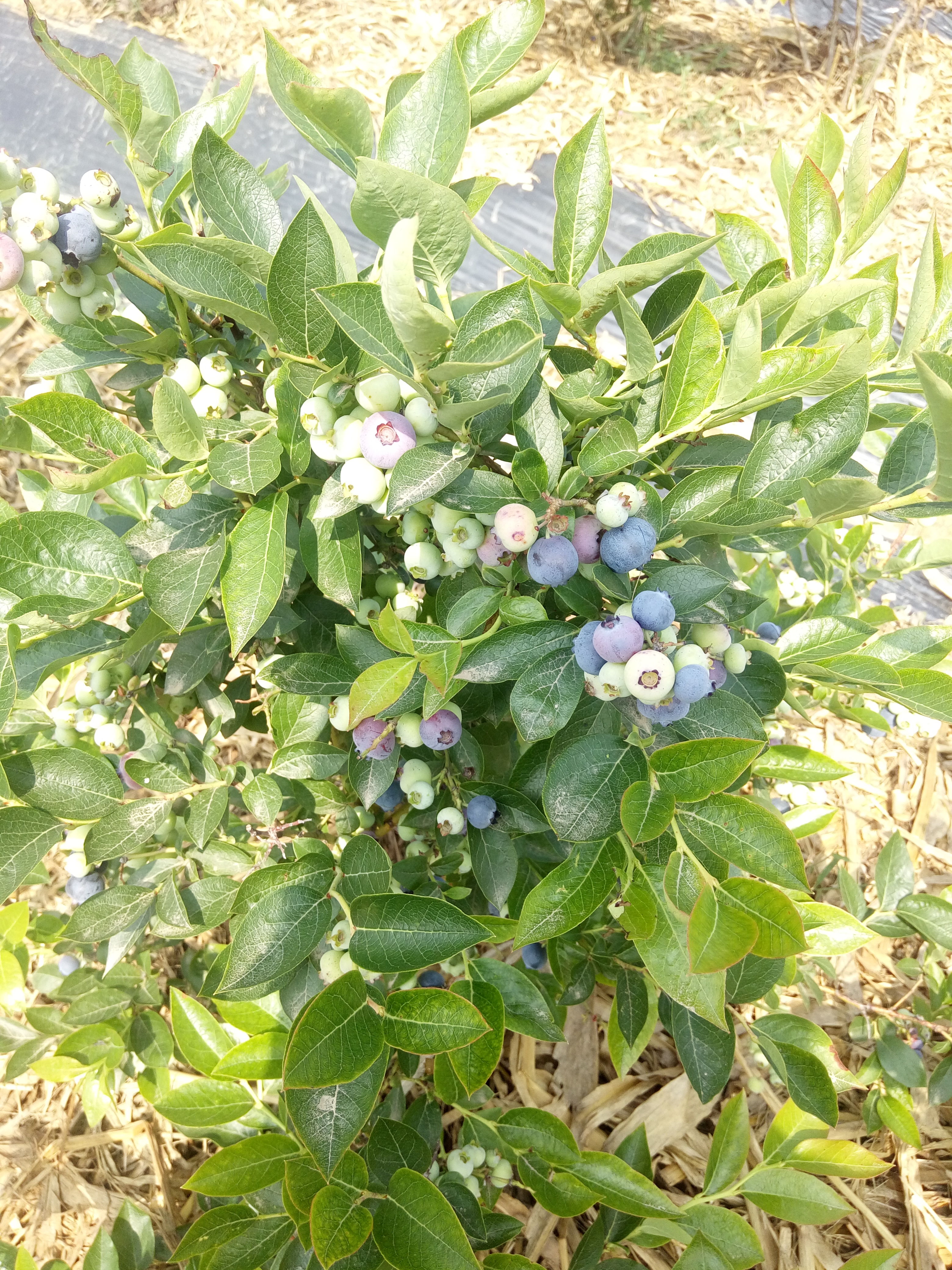 聊城大棚种植蓝莓苗批发