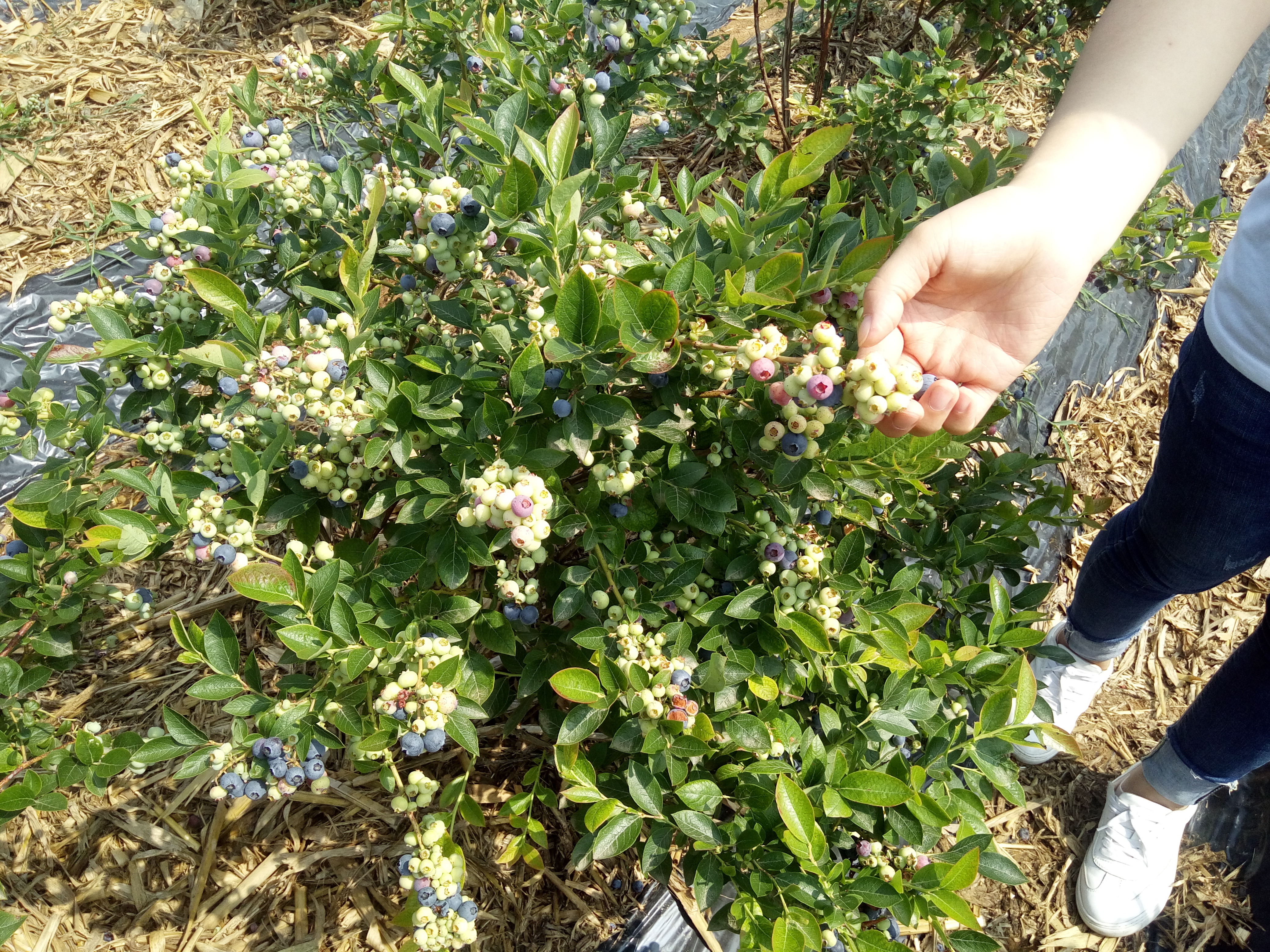 沈陽藍金藍莓苗品種