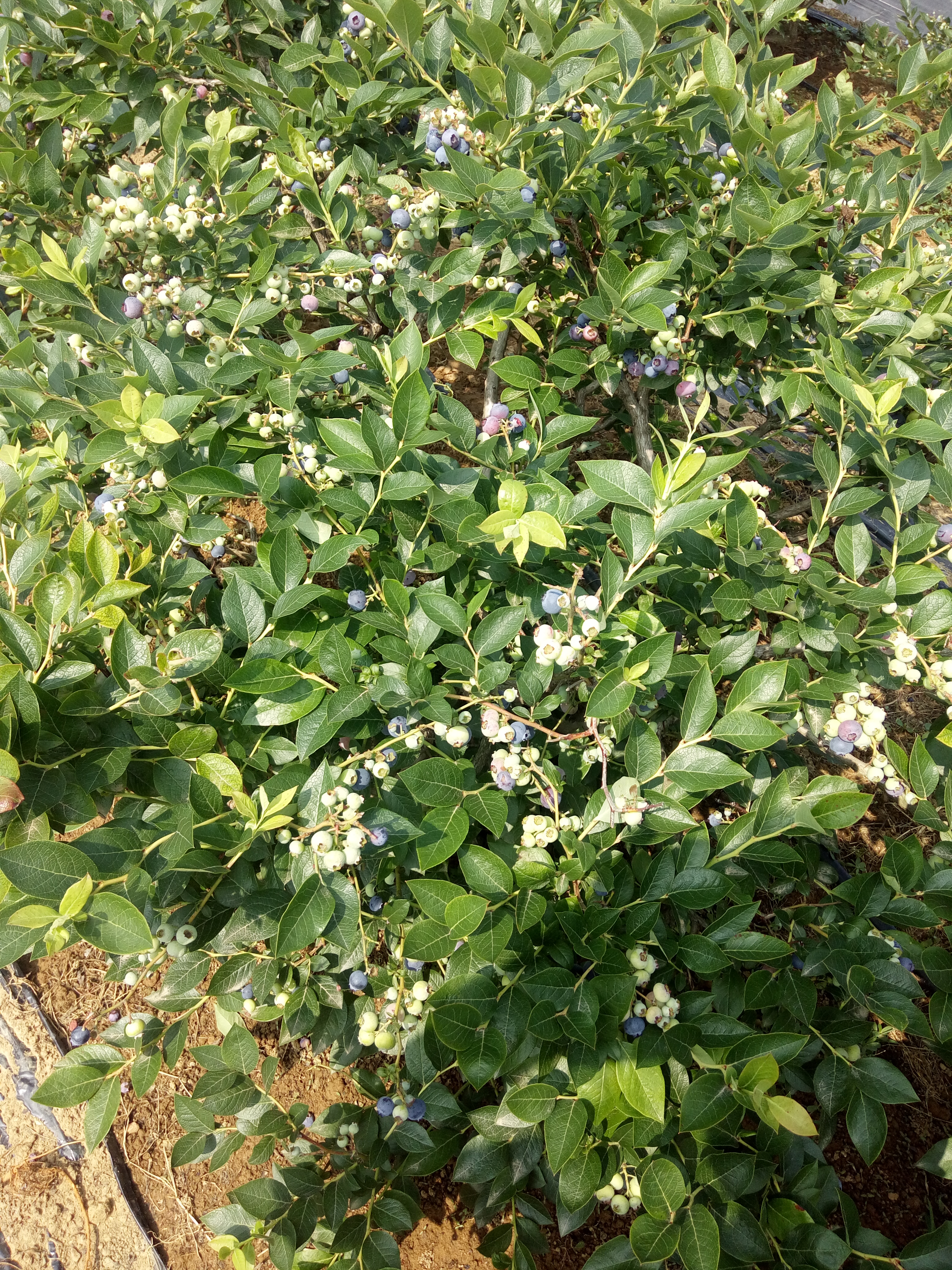 臨沂溫莎藍(lán)莓苗*此處多少錢一株