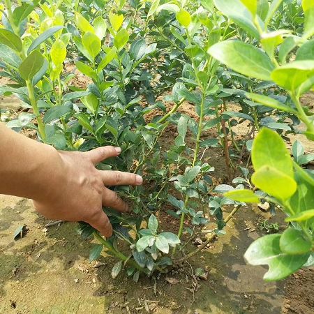 臨沂溫莎藍(lán)莓苗*此處多少錢一株