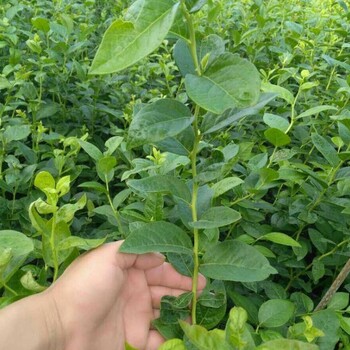 露天种植蓝莓苗哪里有穴盘苗露天种植蓝莓苗繁育基地