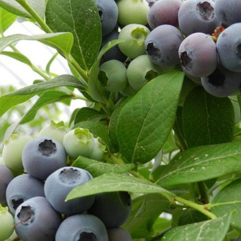 绿宝石蓝莓苗多少钱一株绿宝石蓝莓苗价格便宜