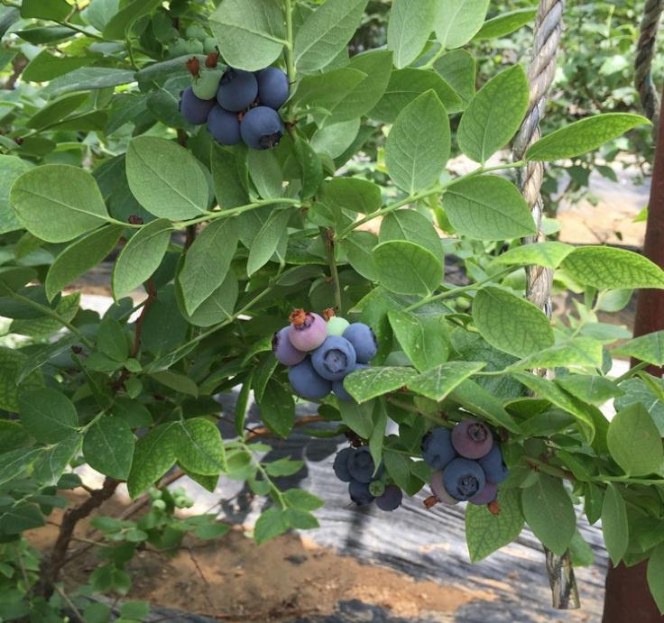 7年蓝莓苗价格是多少7年蓝莓苗一亩多少棵