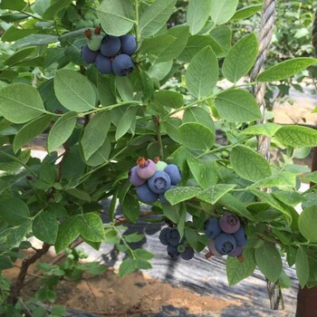 五年地栽薄雾蓝莓苗批发价格五年地栽薄雾蓝莓苗育苗基地