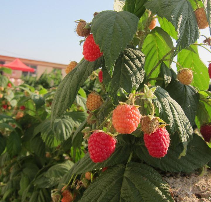 秋福树莓苗批发市场秋福树莓苗成活率高