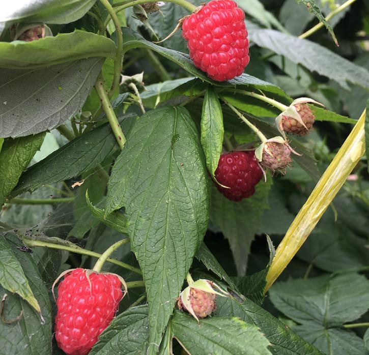 秋福树莓苗批发市场秋福树莓苗成活率高