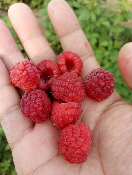 双季红树莓苗几年结果双季红树莓苗生产销售商