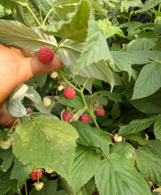 双季红树莓苗几年结果双季红树莓苗生产销售商
