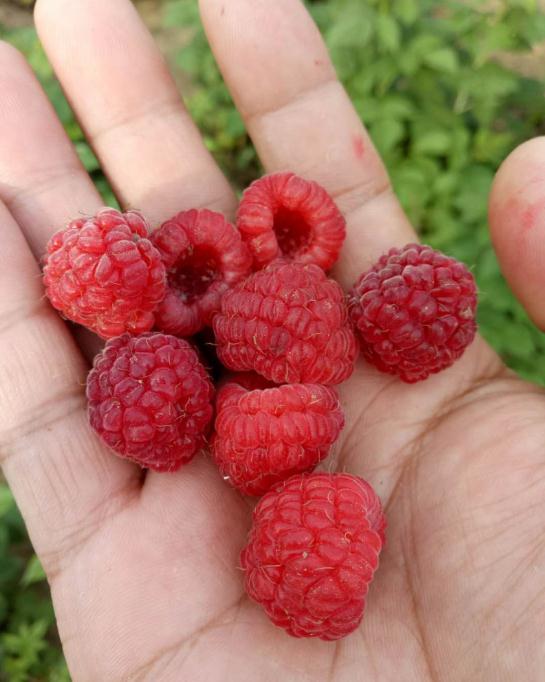 红树莓苗多少钱一棵红树莓苗品种