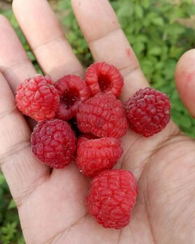 丰满红树莓苗多少钱一棵丰满红树莓苗品种