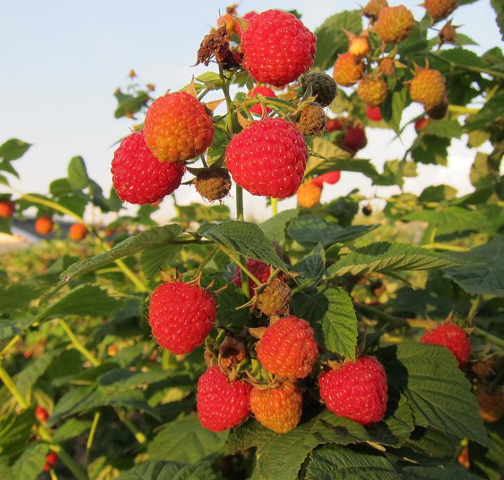 当年结果树莓苗基地当年结果树莓苗种植基地